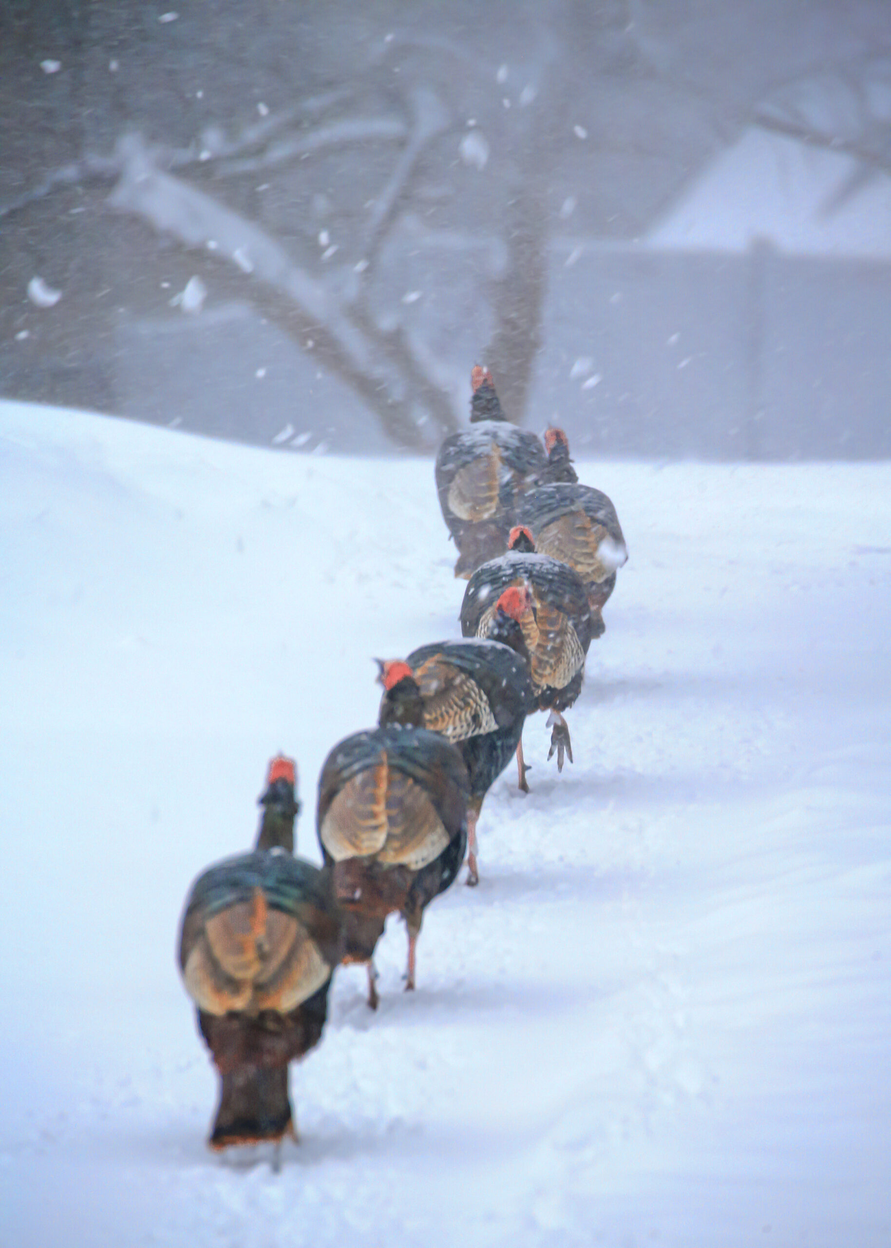 Turkeys walking