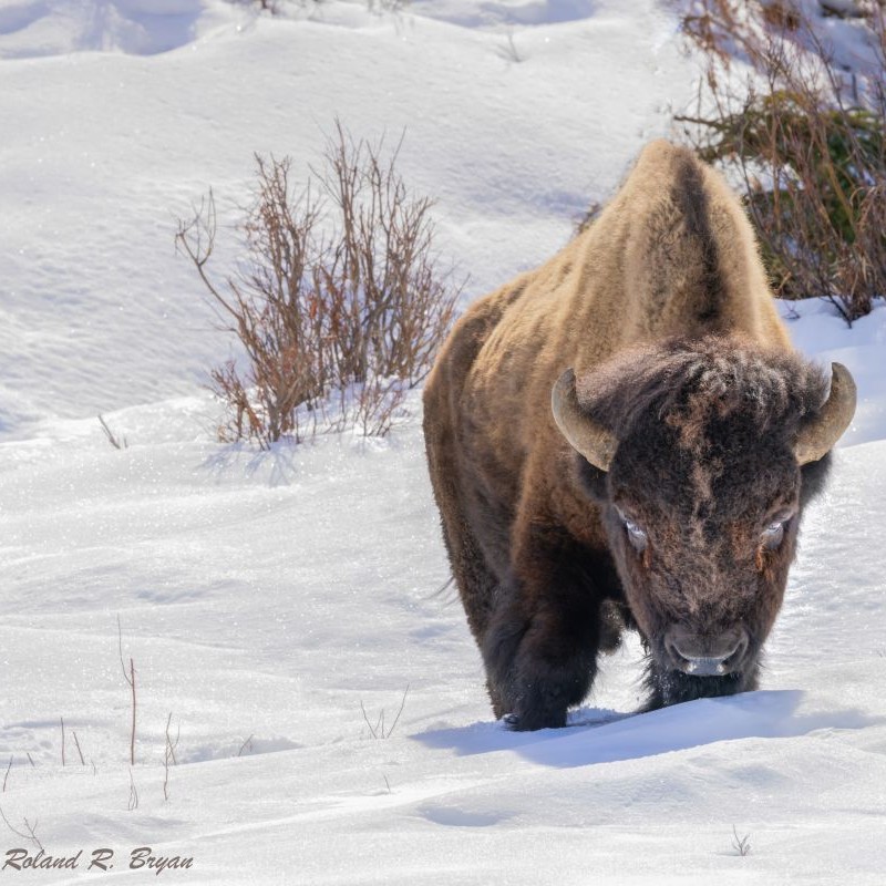 buf_fin standard v2-4.6x copy 800 x 800 side